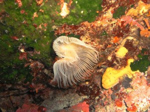 Corfu Snorkeling