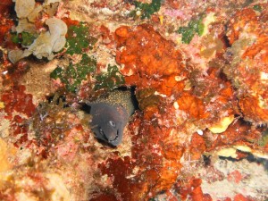 Corfu Snorkeling