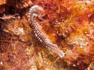 Corfu Snorkeling