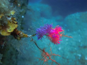 Corfu Snorkeling