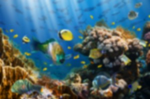 Snorkeling photos